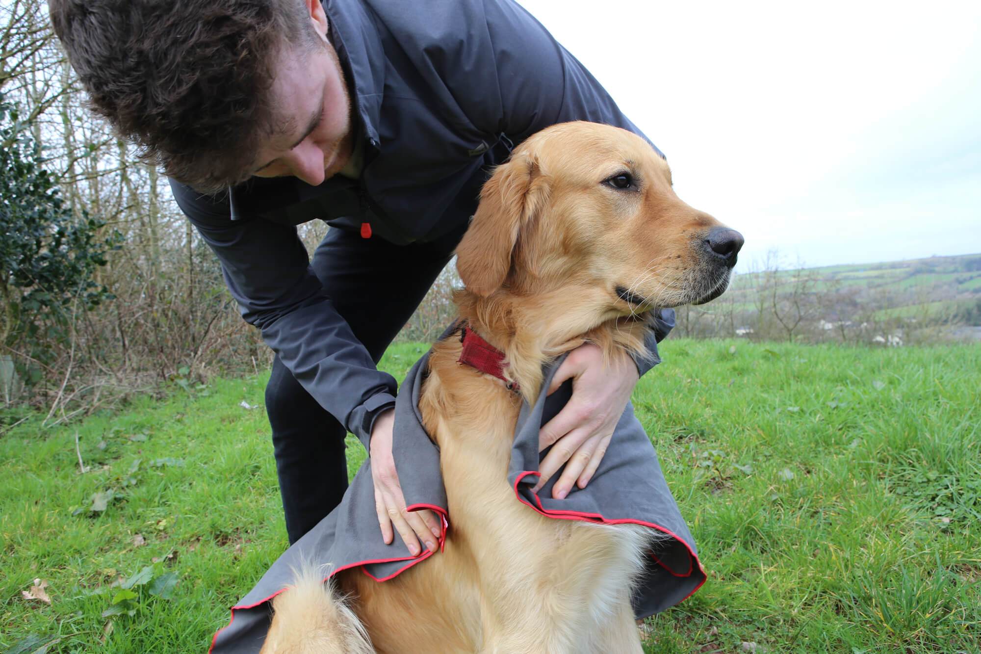 Hogan Being Dried By Microfiber Dog Towel