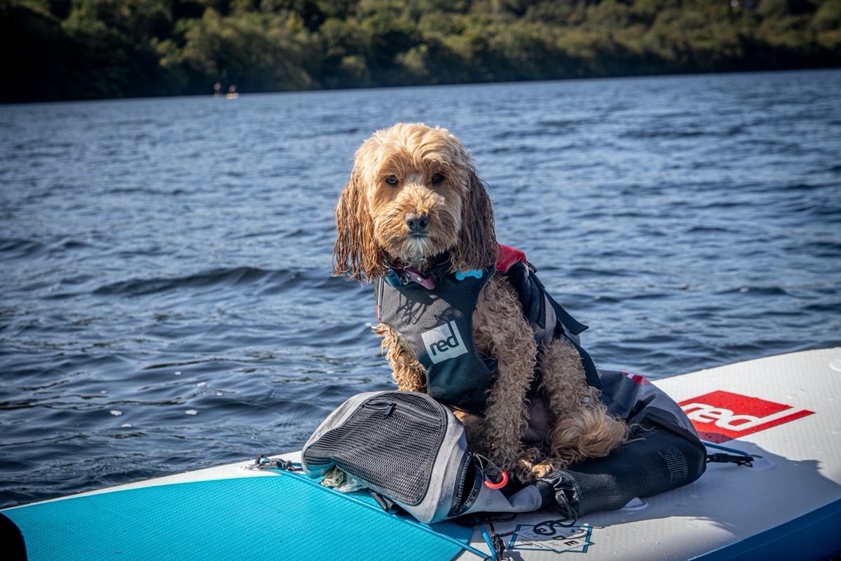 Reggie The Cockapoo On A Red Paddle Board Wearing A Red Original Dog Buoyancy Aid